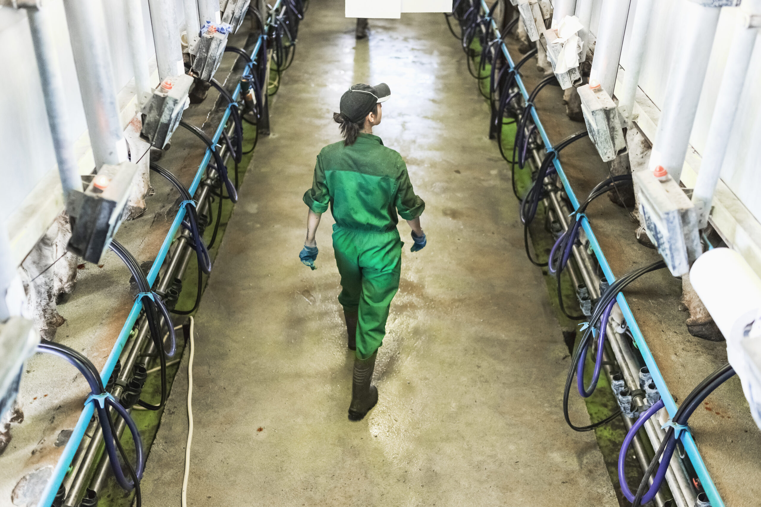透过切迟杜威公司艾禾美动物和食品生产的的牧场菌群检测服务，发现您面临的具体梭状芽孢杆菌挑战。